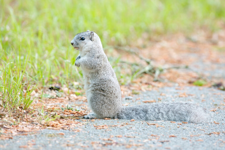 fox squirrel (featured image)