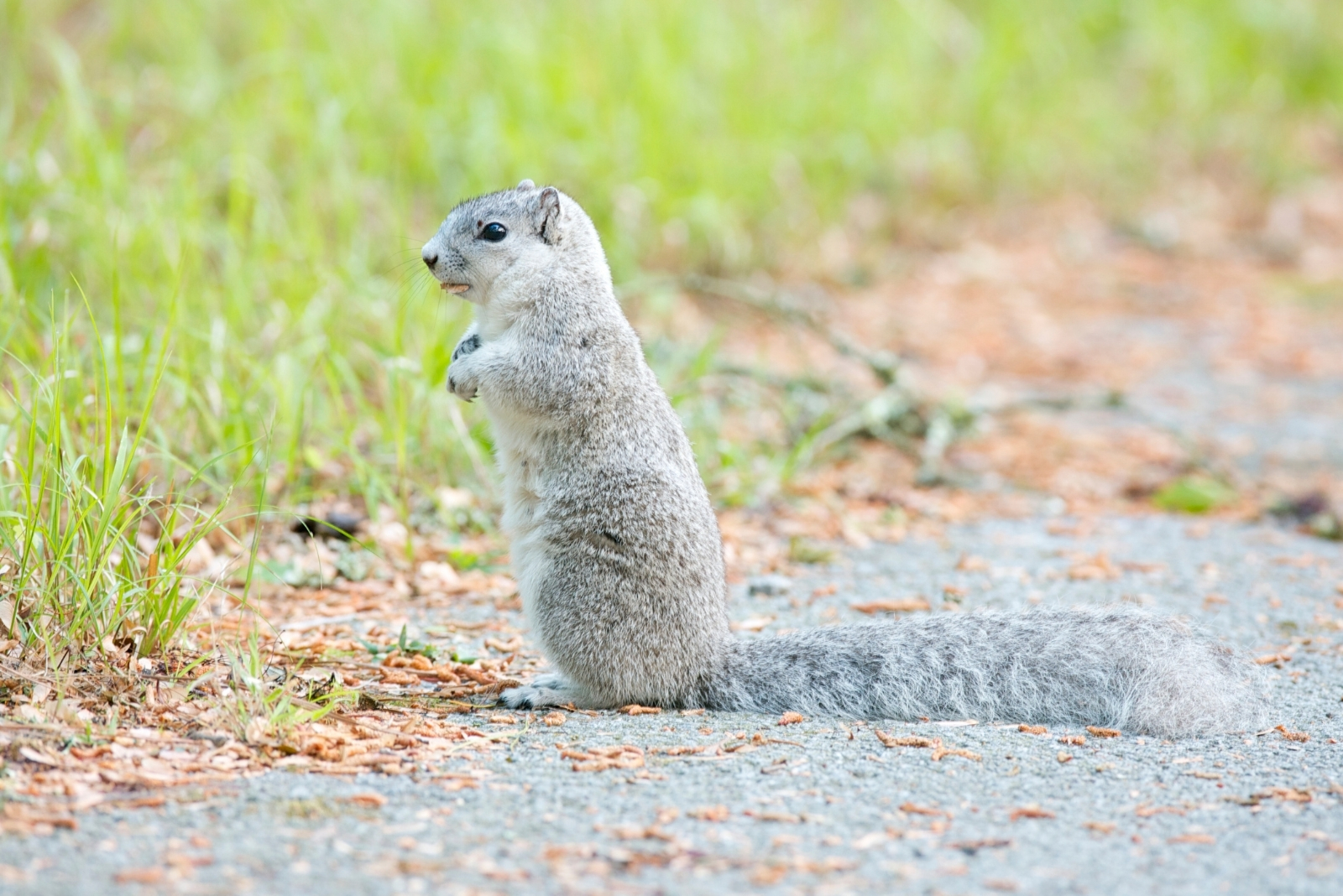 11 Creatures You’re Not Allowed To Remove In Maryland