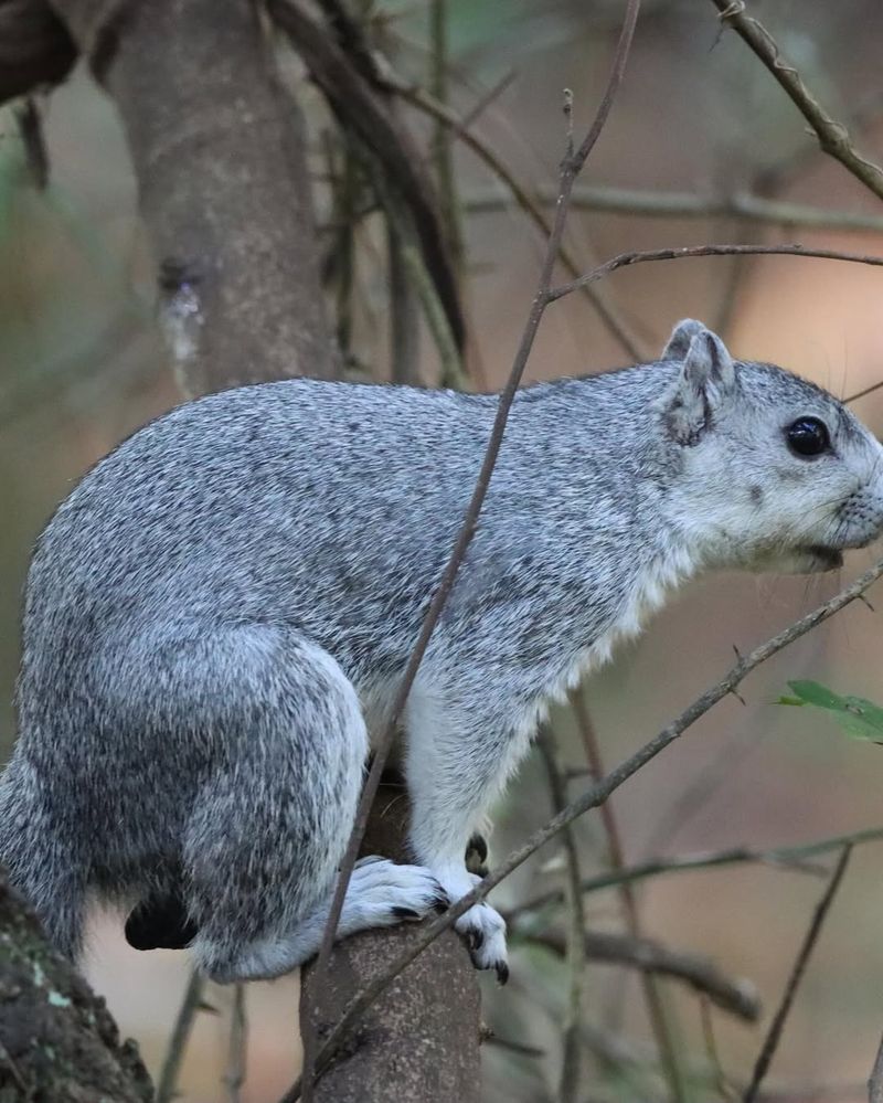 Delmarva Peninsula Fox Squirrel