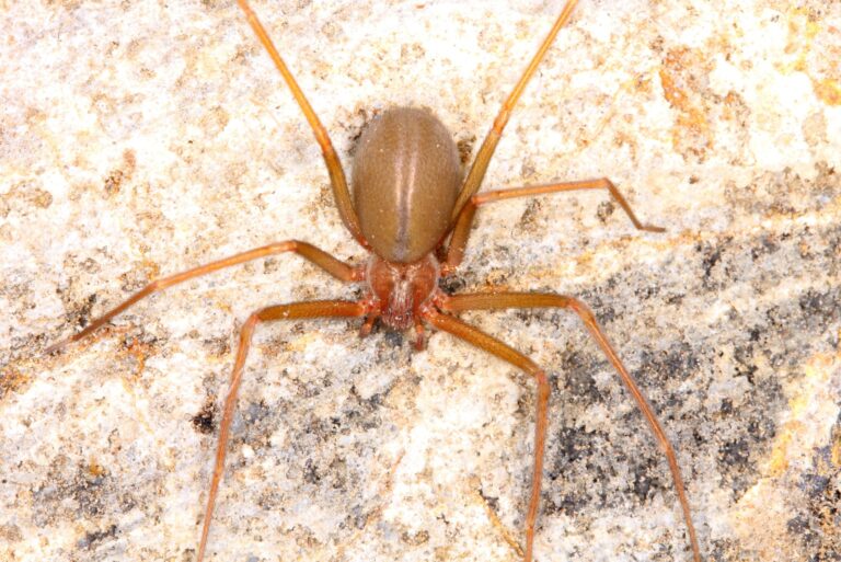 Brown recluse spider