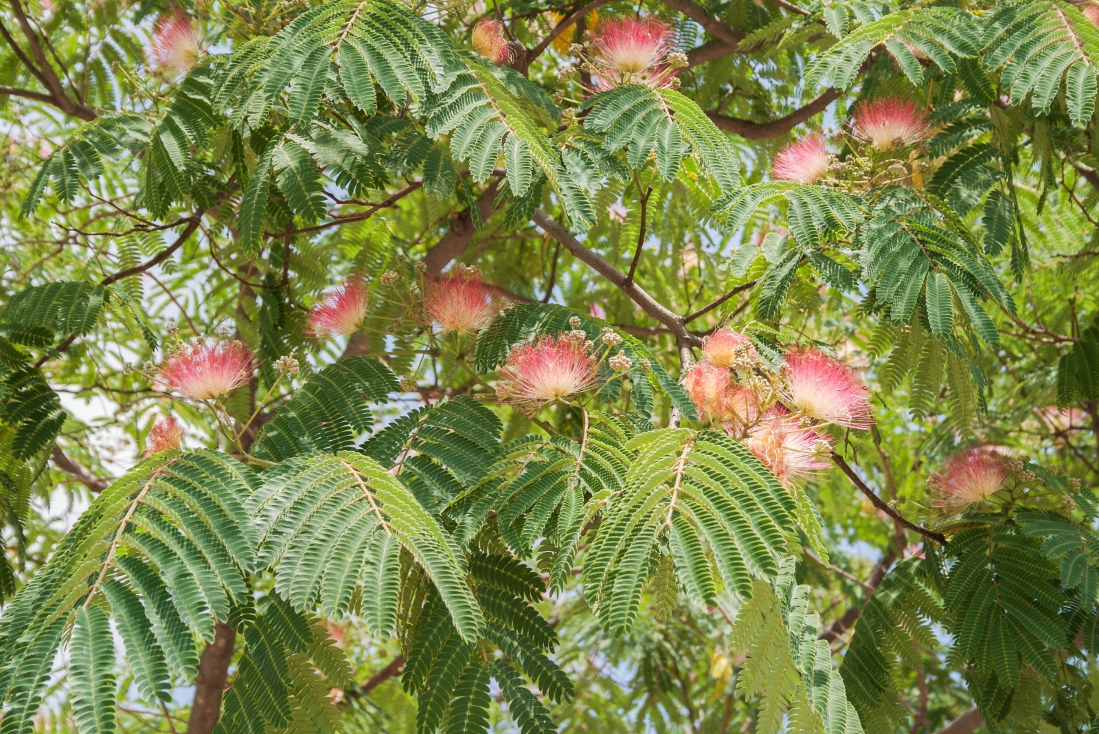 11 Dangerous Trees You Shouldn’t Plant In Hawaii Yards