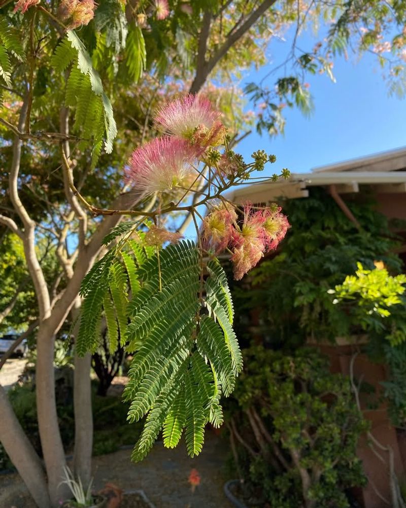 Albizia Tree