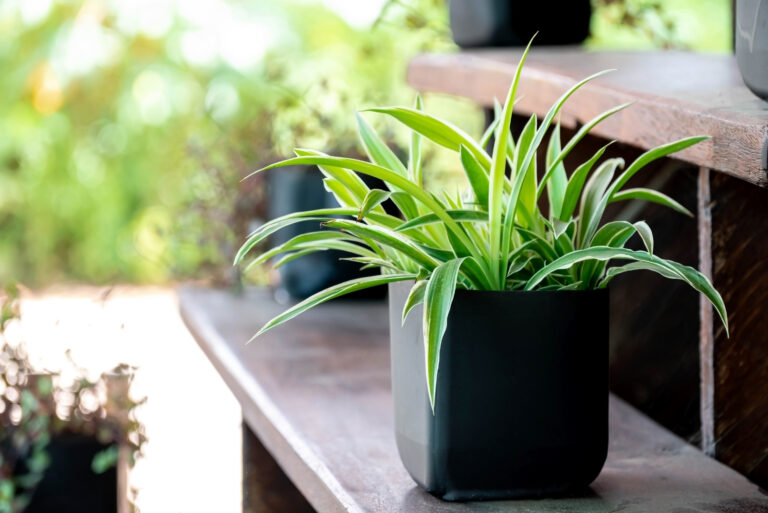 spider plant (featured image)