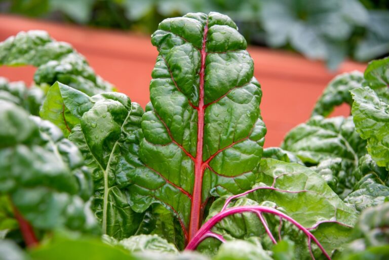 swiss chard