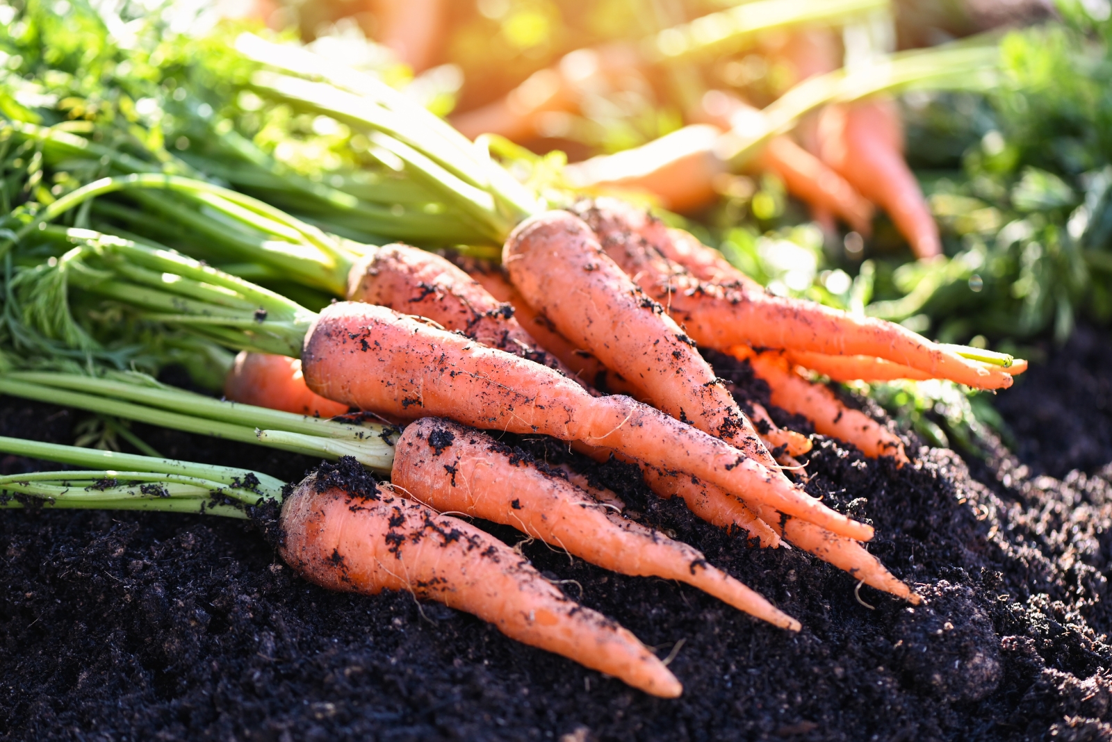 11 Easy Vegetables Arizona Gardeners Grow In Buckets All Year