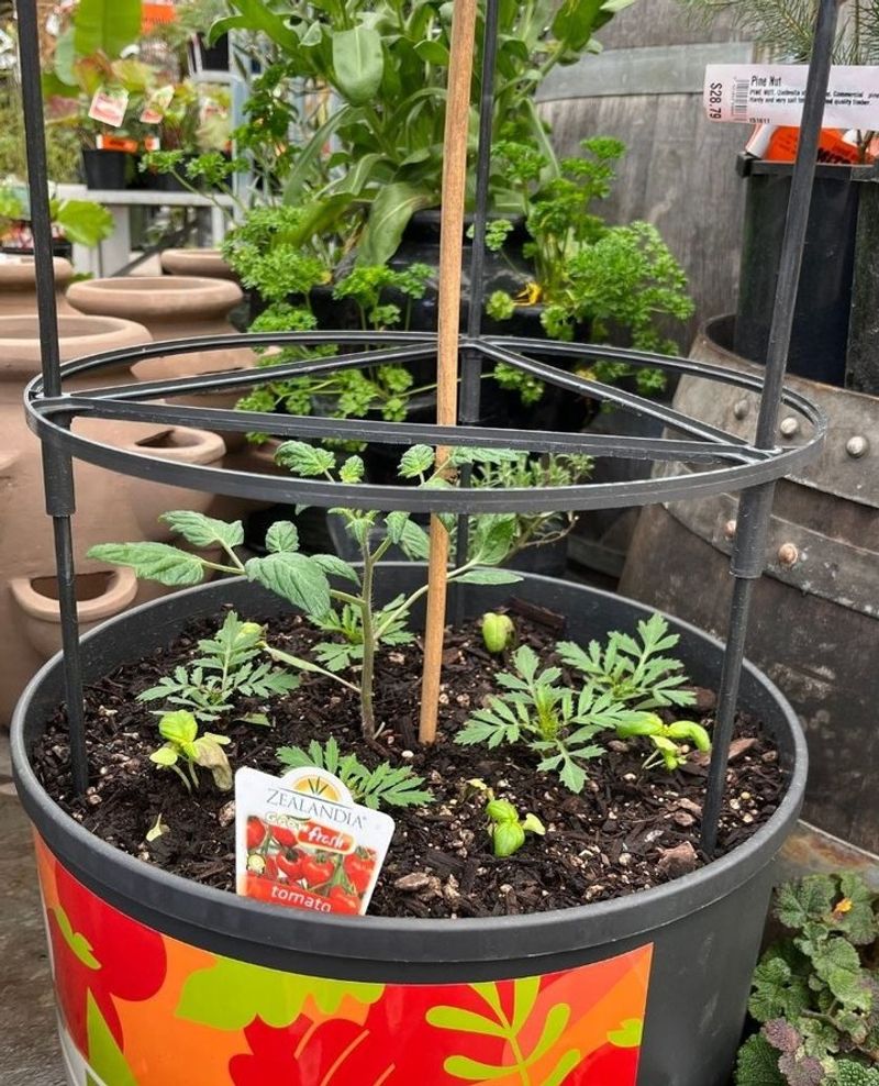 Tomatoes