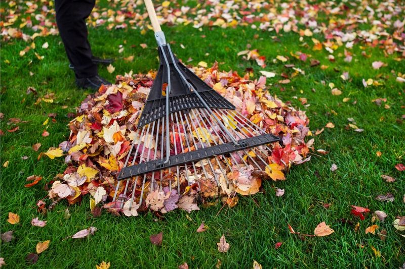 Rake And Remove Fallen Leaves