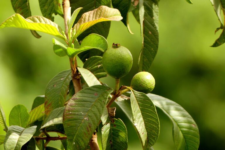 guava fruit