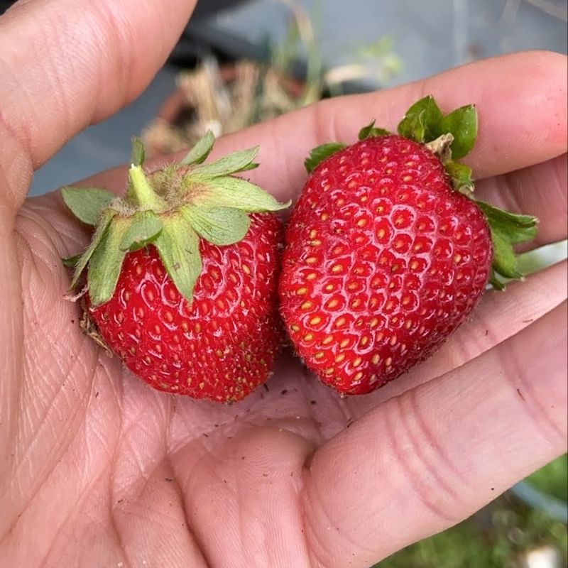 Strawberries: Sweet Success In Shallow Containers