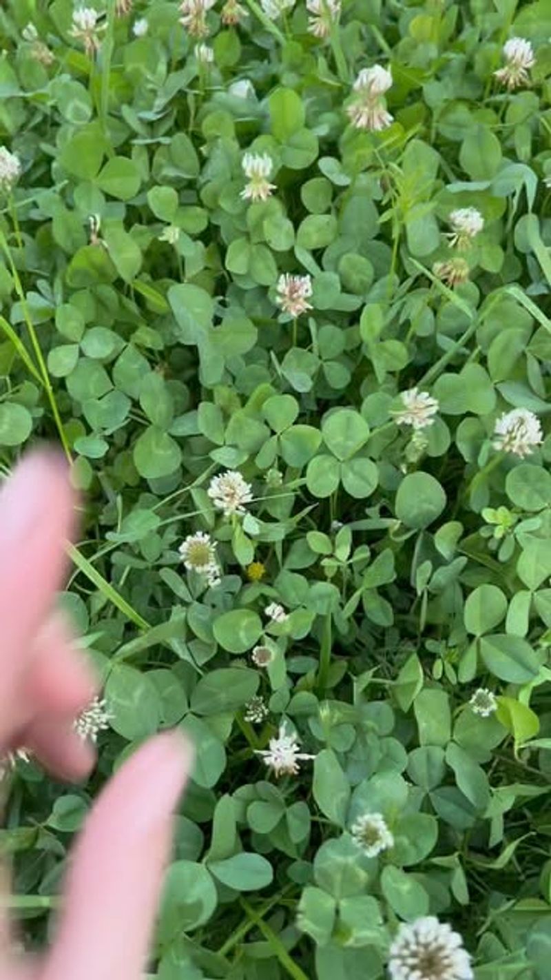 Clover