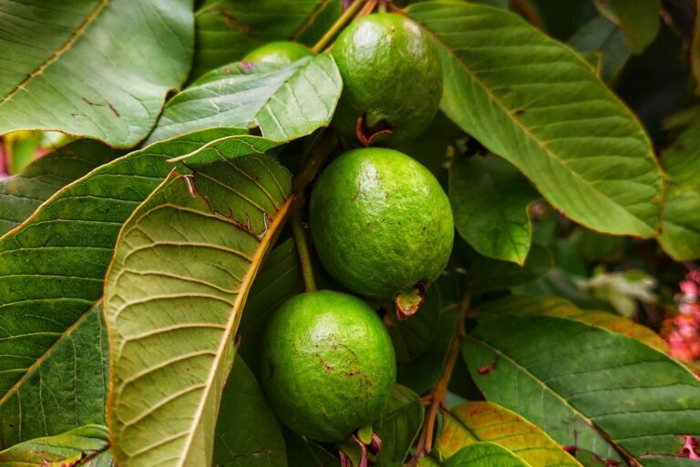 guavas hanging on the tree's branch