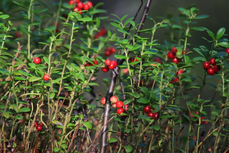 red lingonberries