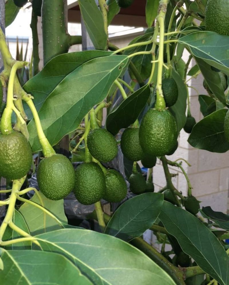 Avocado