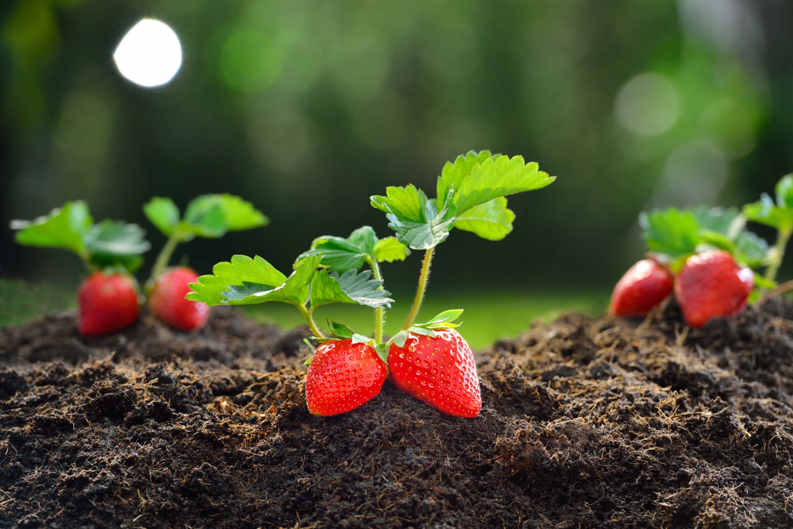 strawberries