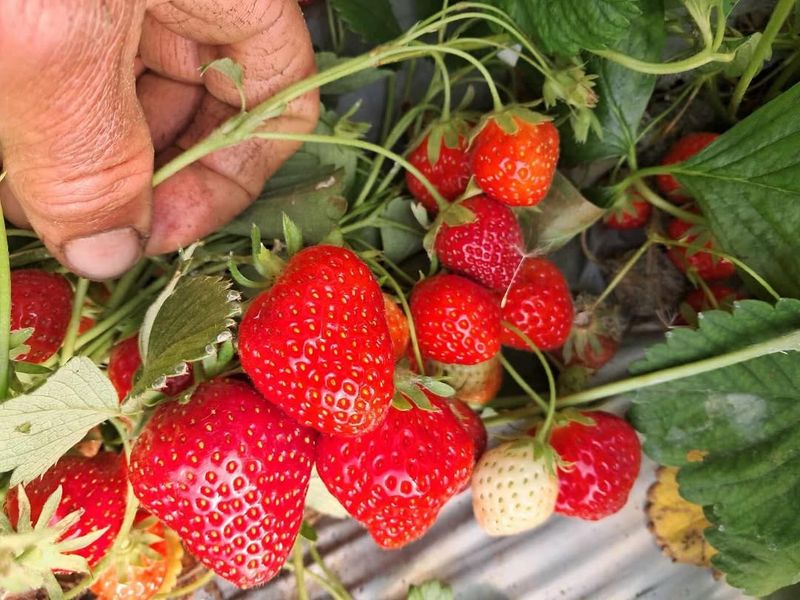 Strawberries