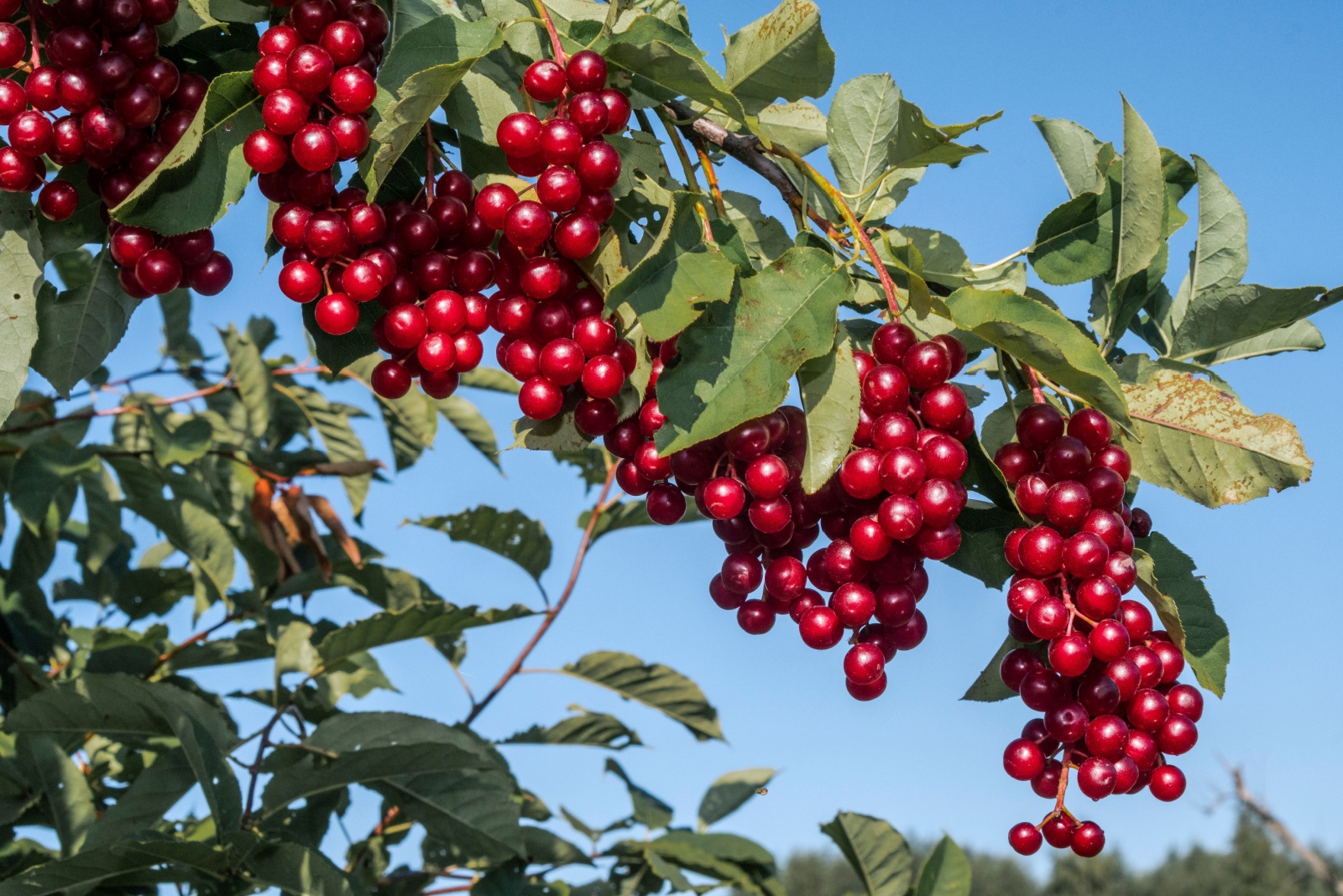 11 Fruits You Can Still Start From Seed In Colorado In October