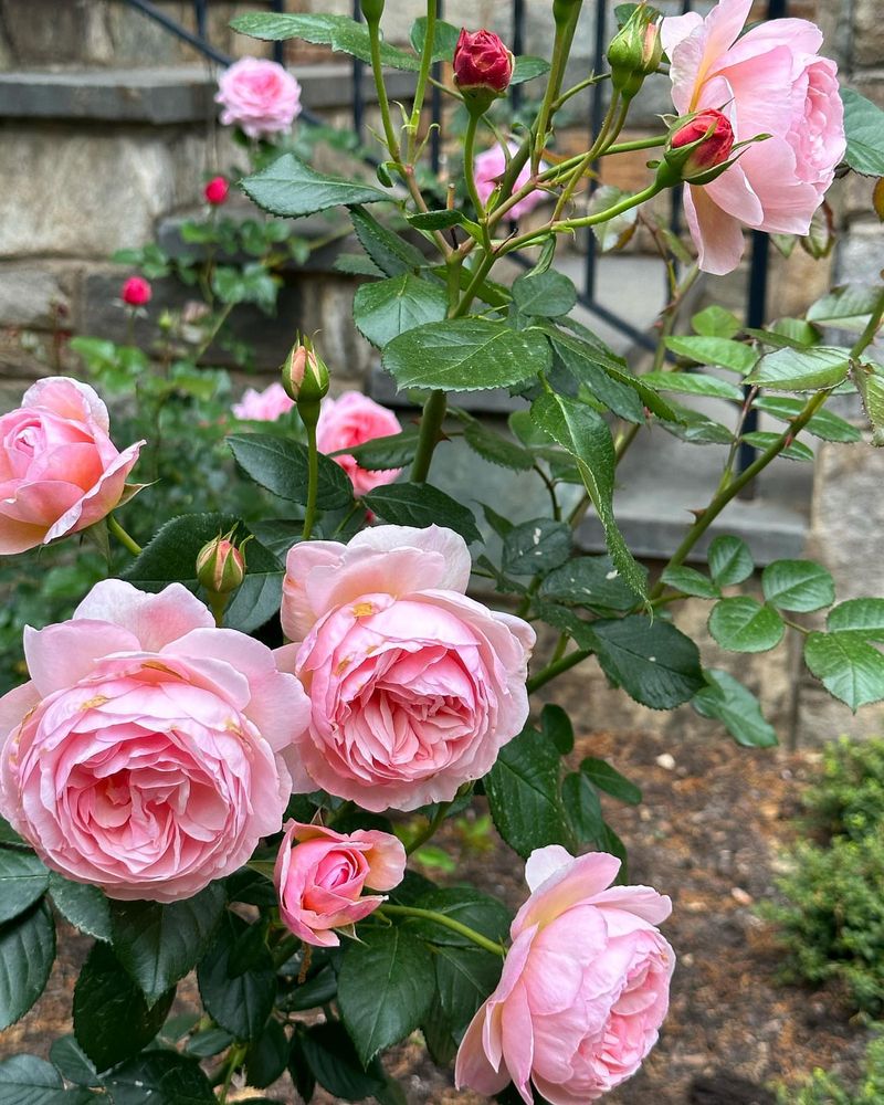 Rose Bushes