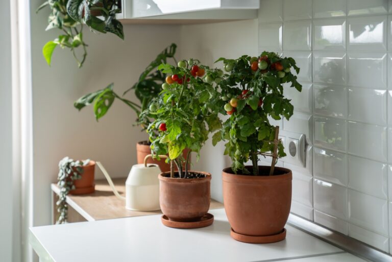 potted cherry tomatoes indoor growing