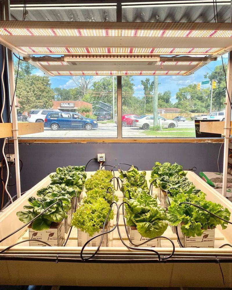 Leafy Lettuce