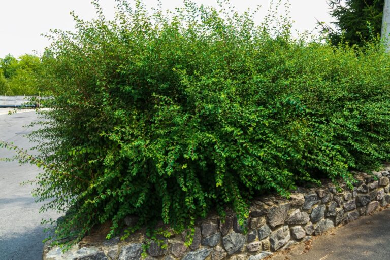 Untrimmed bush with green leaves