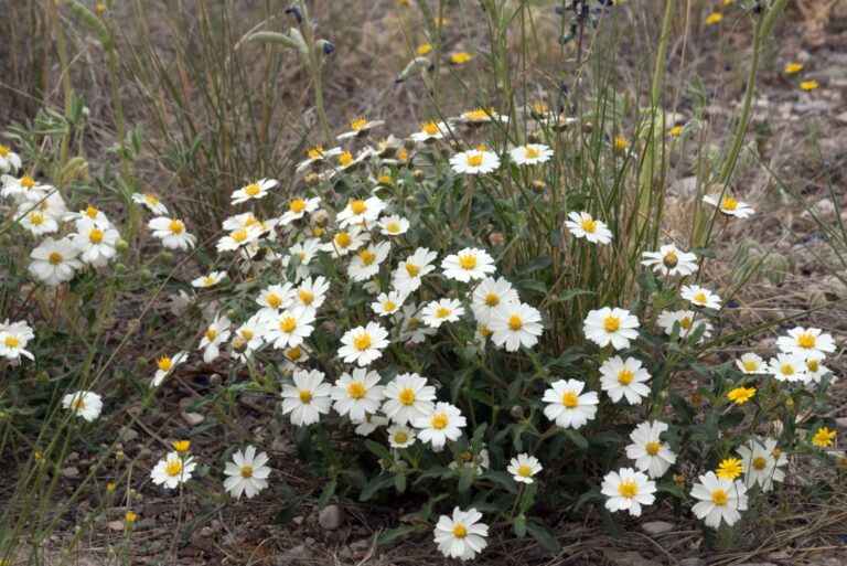 Wild plant Blackfoot Daisy
