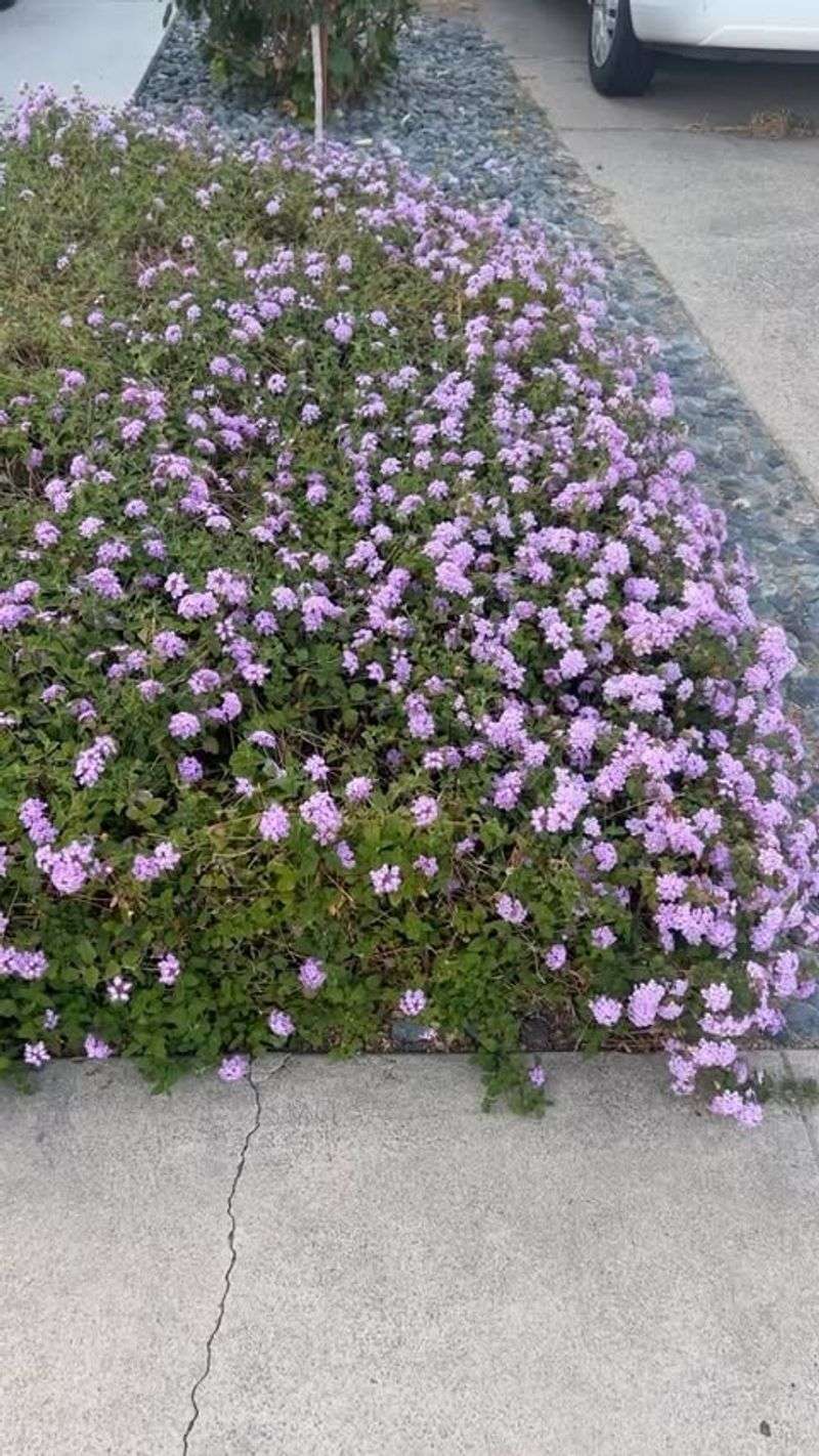 Trailing Lantana