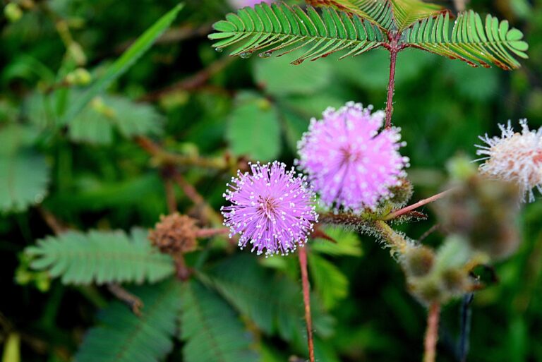 sunshine mimosa plant