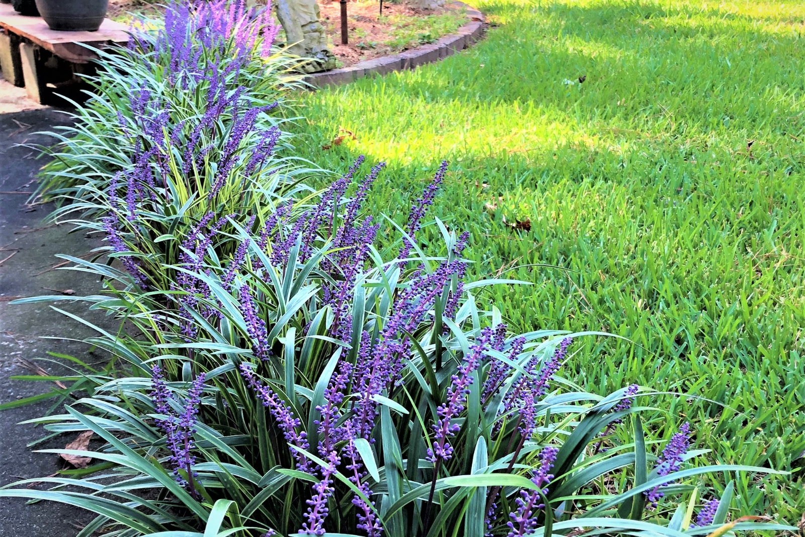 11 Ground Covers That Fill Empty Spaces Fast In Tennessee Gardens
