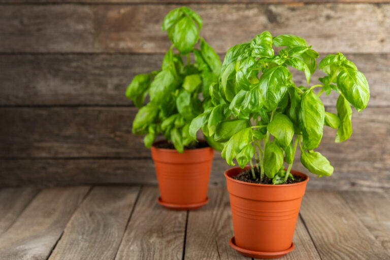 basil (featured image)
