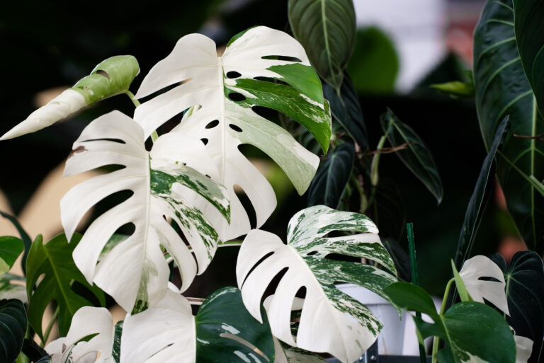 houseplant (featured image)