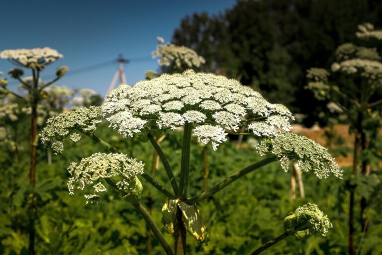 Giant Hogweed