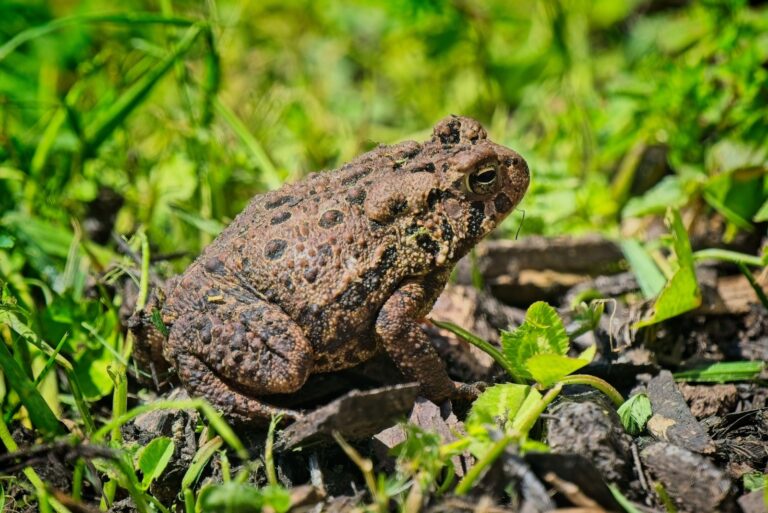 american toad