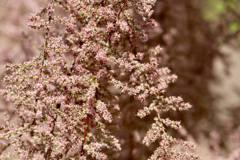 tamarisk tree