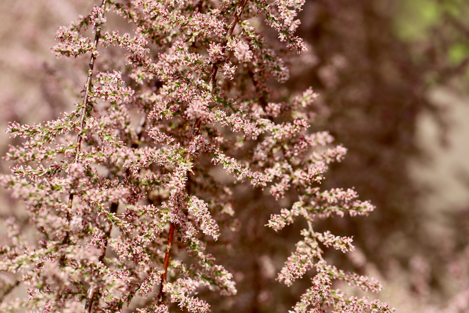 11 Invasive Garden Plants California Suburbs May Ban Soon