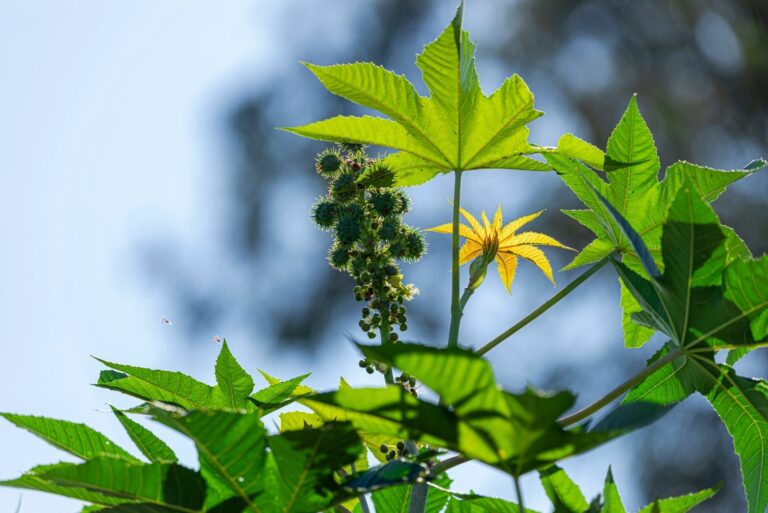 castor bean