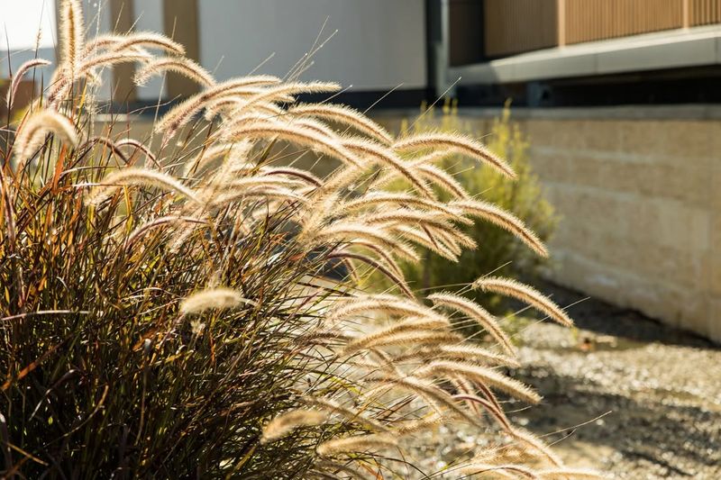 Fountain Grass (Pennisetum setaceum)
