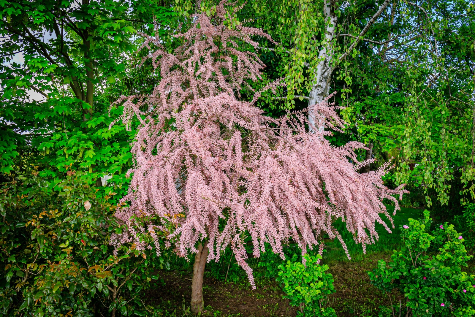 Soft pink flowers tamarix tree