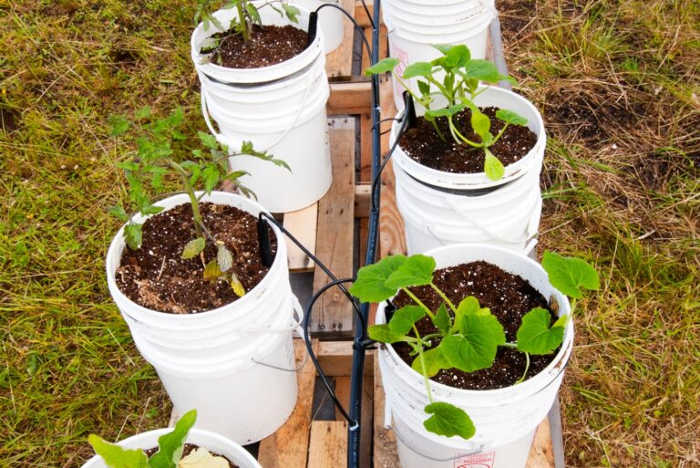 bucket garden