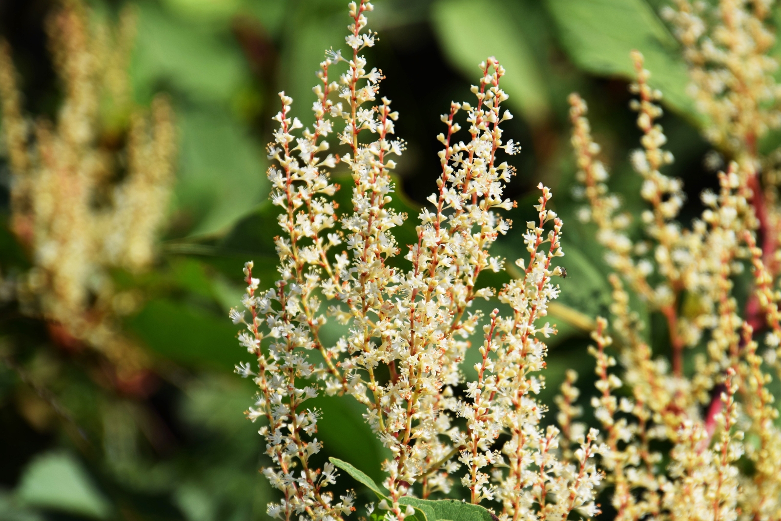 japanese knotweed