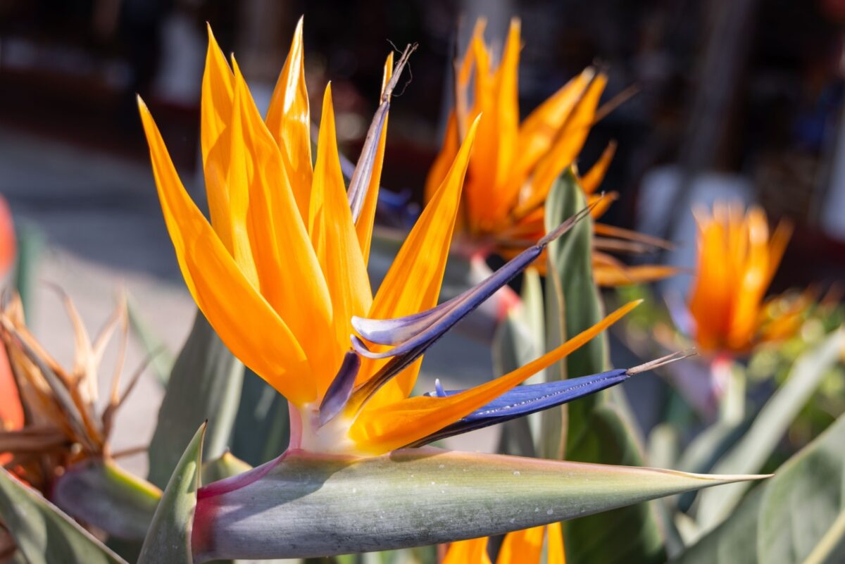 11 Outdoor Tropical Plants Every California Gardener Should Try 11 Outdoor Tropical Plants Every California Gardener Should Try