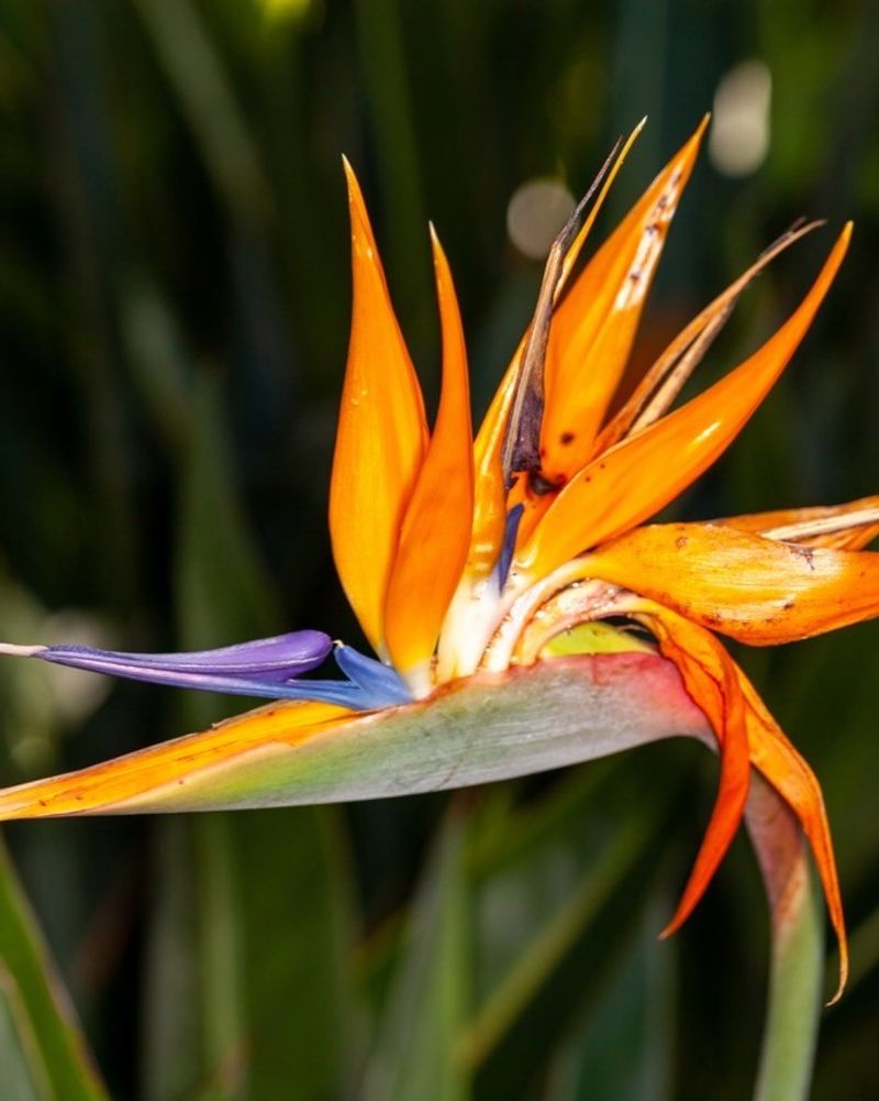 Bird Of Paradise