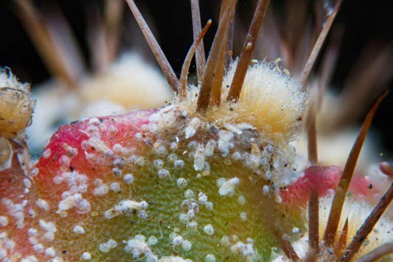 Scale insect attached and sucking sap from houseplant