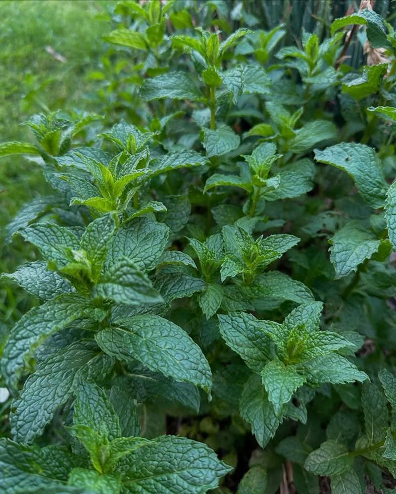 Mint: The Fragrant Defender