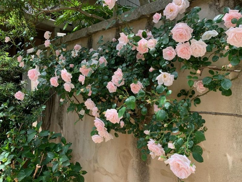 Climbing Roses