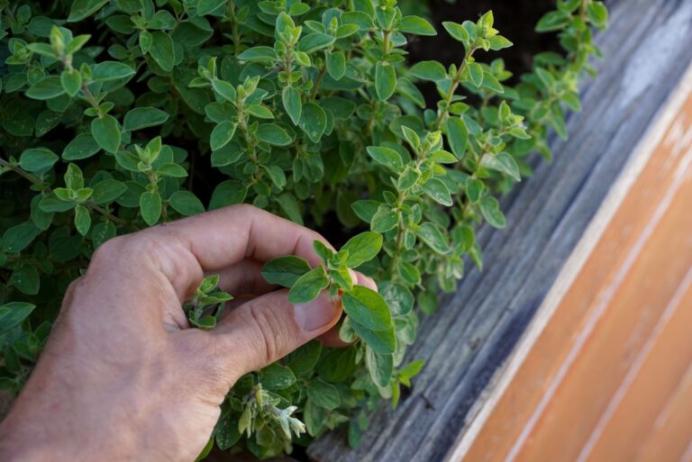 Picking oregano on a raised herbal bed