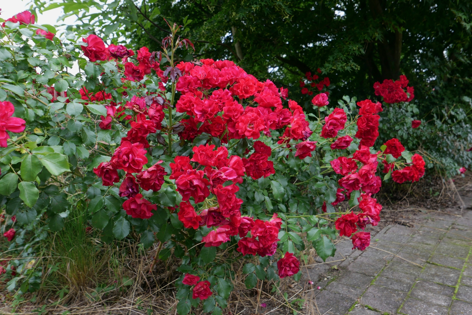 11 Plants South Carolina Gardeners Should Prune In October
