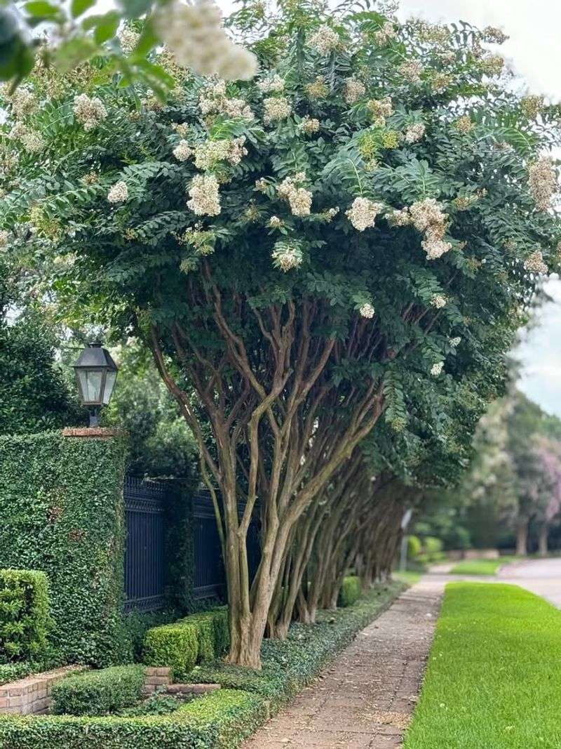 Crape Myrtles