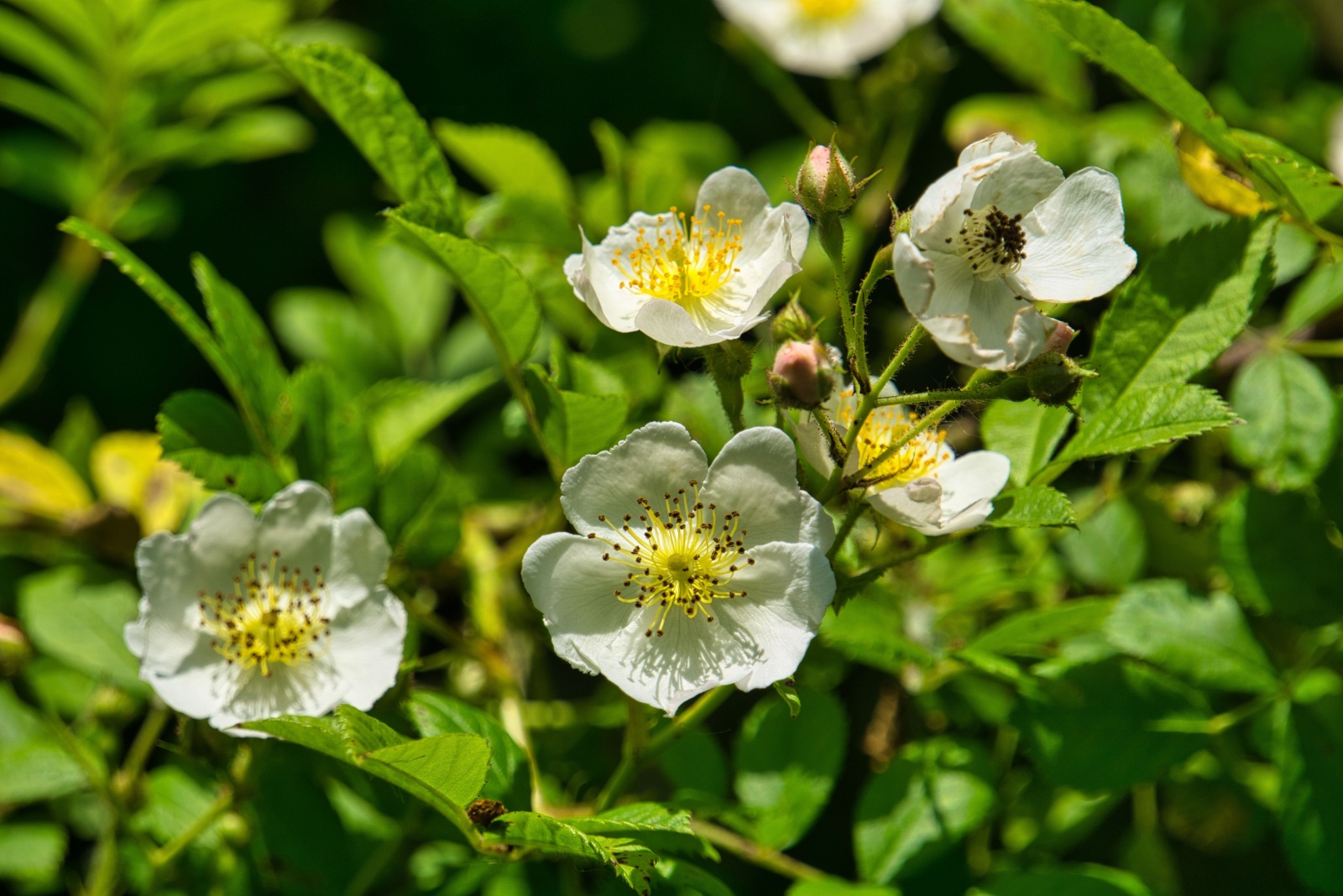 11 Plants That Are Restricted Or Illegal To Move Within Ohio