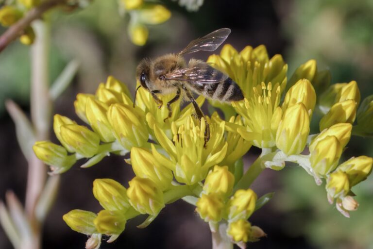 bee on a yellow sedum flower