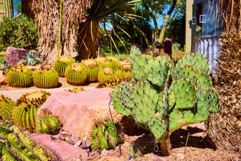 Prickly Pear and Barrel cactus in Desert Garden
